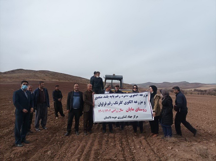 برگزاری دوره آموزشی در سایت كشت ارقام گلرنگ و نخود پاییزه توسط محقق مركز تحقیقات و آموزش كشاورزی استان قزوین